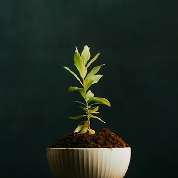 Change Leaders Capability Building