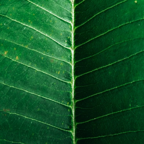 Stakeholder Engagement & Alignment