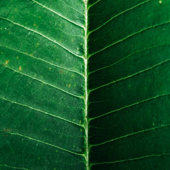 Stakeholder Engagement & Alignment